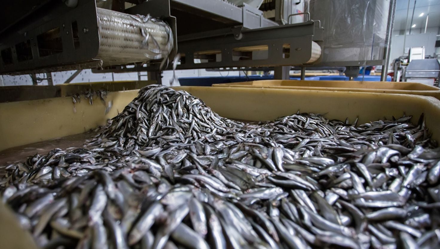 El Niño pone en riesgo más de 120 mil empleos de la pesca peruana entre 2026 y 2027