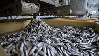 El Niño pone en riesgo más de 120 mil empleos de la pesca peruana entre 2026 y 2027