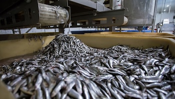 pesca-- anchoveta