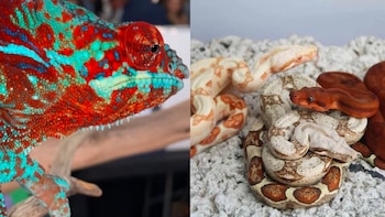 Ajolotes, tarántulas y animales exóticos: