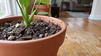 Maceta de terracota con tierra y una planta verde sobre un piso de madera con pequeñas moscas volando alrededor del borde.