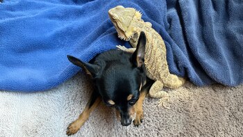 La relación entre Jessie, una