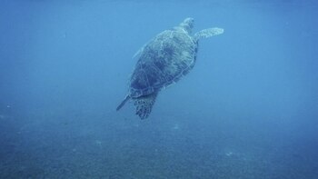 TULUM AKUMAL, QUINTANA ROO, 19JULIO2016.- Con el fin de salvaguardar a las tortugas de la Bahía de Akumal, Quintana Roo, las autoridades federales implementaron una medida preventiva que pretende reducir la afluencia de turistas hasta el cupo máximo de 280 personas. En el Centro Ecológico de Akumal se realiza preservación de las tortugas marinas.
FOTO: ELIZABETH RUIZ /CUARTOSCURO.COM