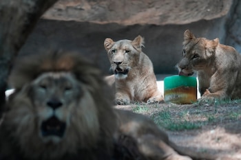 Imagen del Zoológico de Chapultepec. (Foto AP/Eduardo Verdugo)