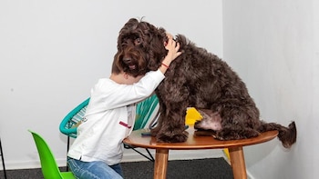 Le levantó la oreja y