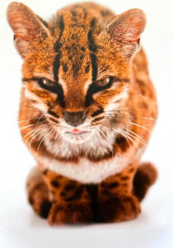 Gato Leopardus tilcayo en Bolivia