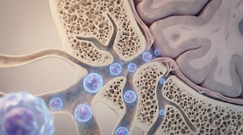 Ilustración biomédica de células inmunitarias esféricas (azul/púrpura) transitando por microcanales del hueso craneal hacia el cerebro, con textura rugosa.