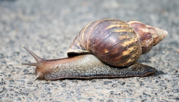 Ejemplar de caracol gigante africano. (ImagePerson/Wikimedia Commons)