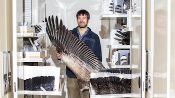 Esta pluma es una obra