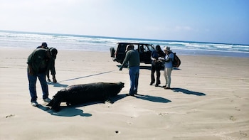 Profepa investigará la muerte de