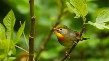 ¿Por qué las aves cantan al amanecer? Un modelo matemático habría encontrado la respuesta