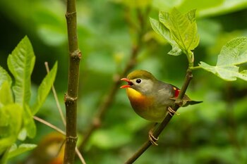 Un pájaro de cabeza verde oliva, pecho amarillo y plumas rojas en las alas, posado en una rama con el pico abierto, rodeado de hojas verdes