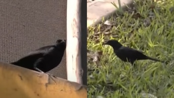 Ave ataca a cualquiera que