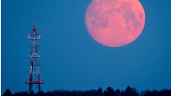 Luna rosa: conozca todo sobre