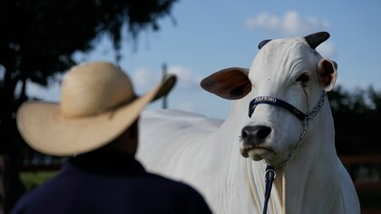 La vaca más cara del mundo está en Brasil y es parte del plan del Gobierno para poner carne en el plato de todos