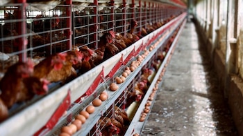 Protección desde el embrión: la vacuna que busca reducir riesgos sanitarios en las aves de producción