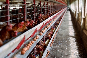 Gallinas en una granja avícola.