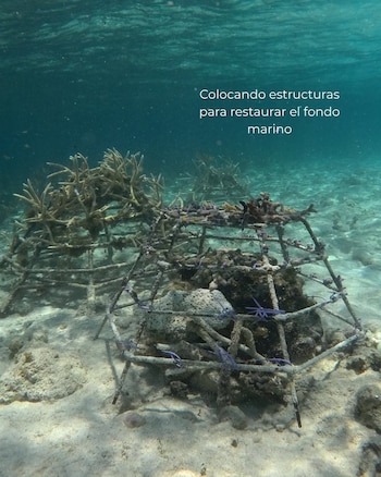 La criopreservación permite conservar células vivas de corales resistentes a enfermedades y olas de calor para futuras investigaciones y programas de reproducción asistida. (Foto cortesía Fundemar)