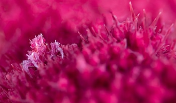 Un diminuto cangrejo perfectamente camuflado