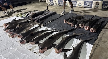 Un operativo conjunto en el Santuario de Malpelo frenó otra pesca ilegal en 2026, con 779 kilogramos incautados y cargos por delitos ambientales - crédito Armada de Colombia