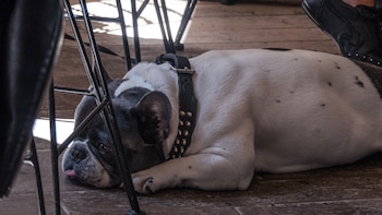 Si tu perro tiene sobrepeso,