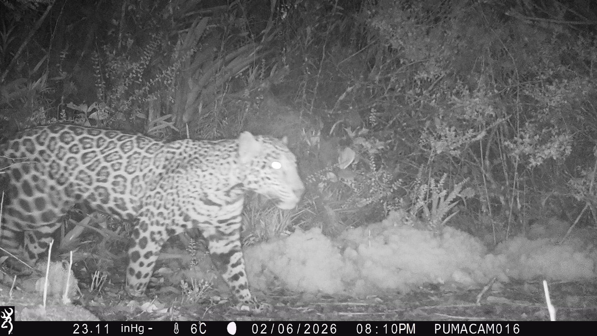 En Honduras solo existen tres registros de jaguares en zonas de gran altitud, con el más reciente anterior fechado en 2016 (Panthera-Honduras)