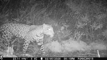 Imagen monocromática de un jaguar con pelaje manchado y ojos brillantes, caminando de izquierda a derecha en la oscuridad de la selva