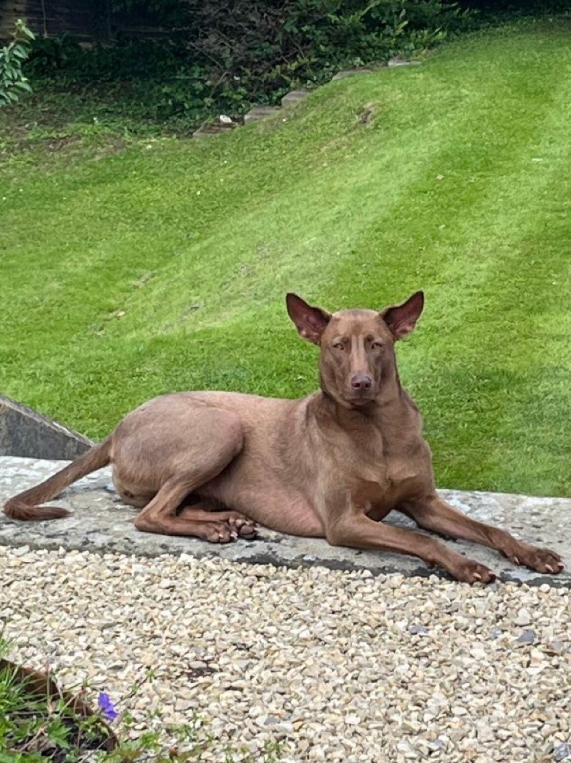 Liam Gallagher, comprometido con la causa animal, sigue apoyando al santuario Happy Doggo. (Crédito: X @NiallHarbison)
