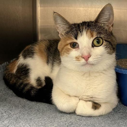 Gatos, razas de gatos, mascotas, animales, felinos, ojos, mirada, adopción, rescate animal, refugios animales