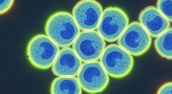 La aplicación de células madre