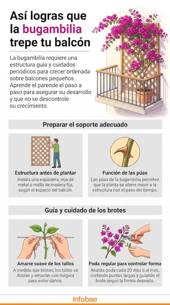 Infografía sobre bugambilias en balcón: incluye título, texto, y cuatro imágenes de instalación de espaldera, púa, atado de tallos y poda.