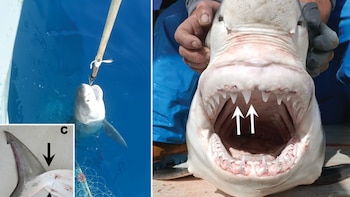 En abril de 2023 fue