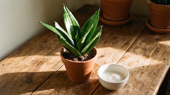 Planta Sansevieria en maceta de terracota sobre mesa de madera. A su lado, un cuenco blanco contiene líquido y una bola de algodón.