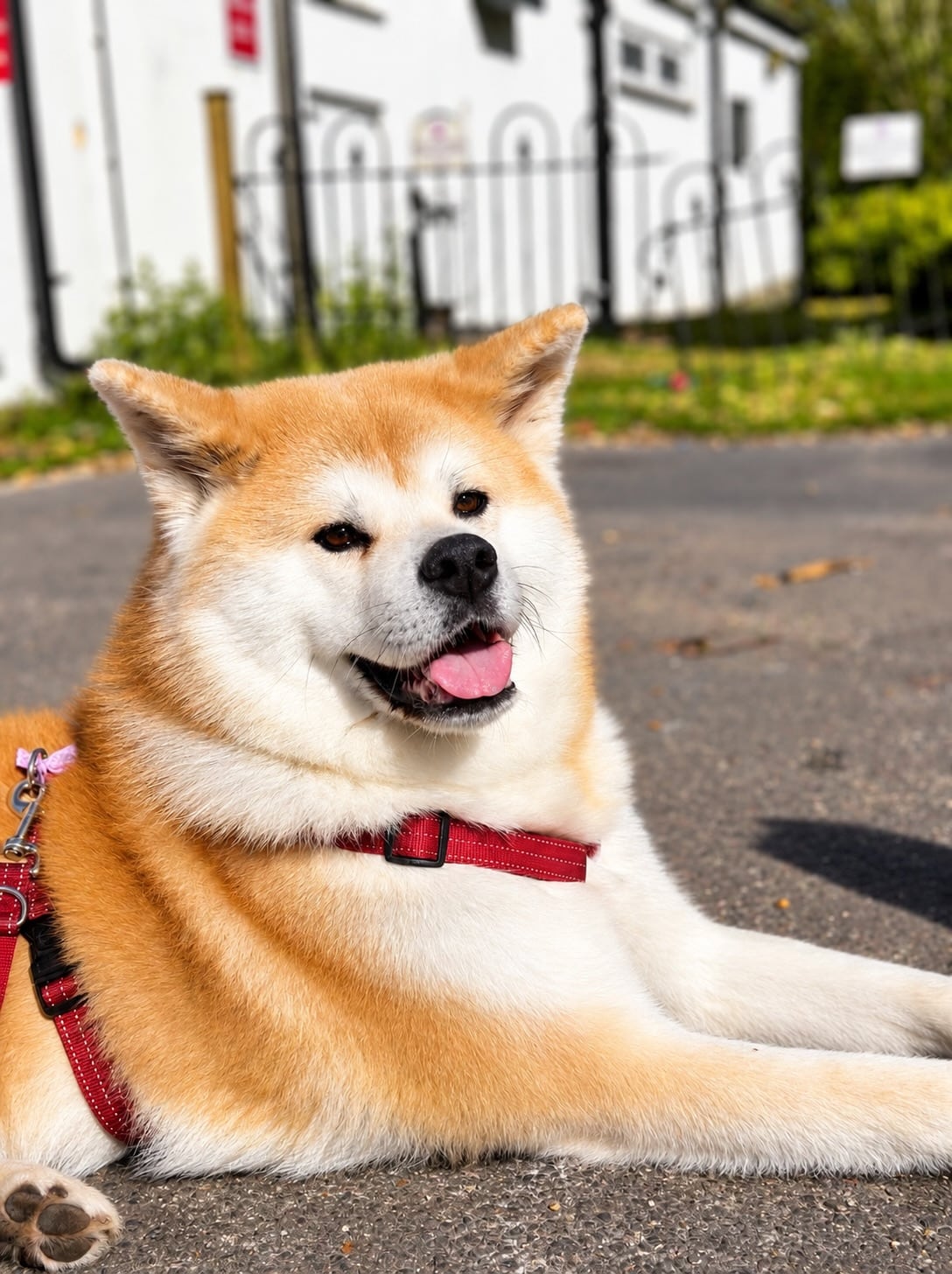Kika, la mascota de la familia, quien también se sumará a la mudanza a la Argentina