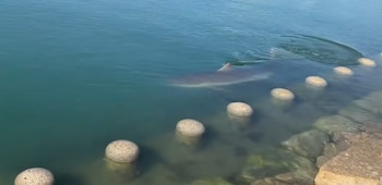 Un tiburón bajo el agua clara nada junto a una serie de esferas de piedra y un malecón de rocas