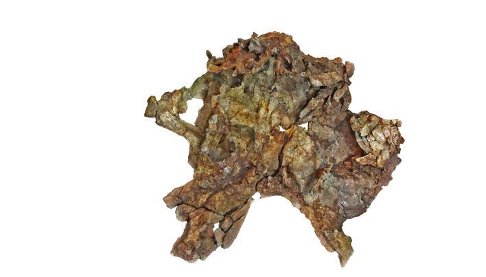Hueso de la cadera ilion del dinosaurio Campananeyen fragilissimus (foto tomada por Lucas Lerzo)