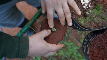 El vivero de plantas endémicas