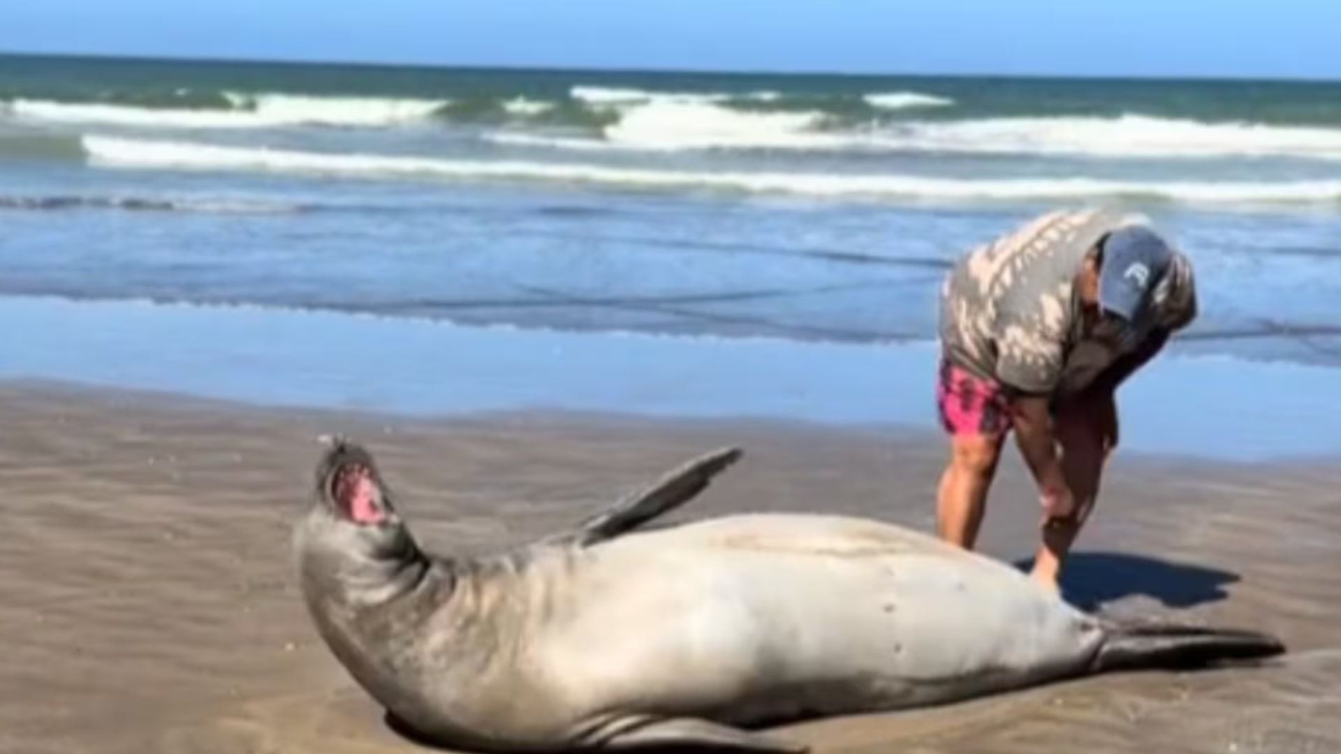 El incidente en La Lucila del Mar generó indignación al viralizarse un video donde un turista toca a un león marino en la playa (Captura de video)