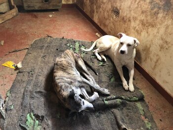 En Cipolletti, 35 perros maltratados