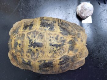 Los médicos veterinarios estimaron que