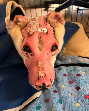 Tuvo que recibir atención médica