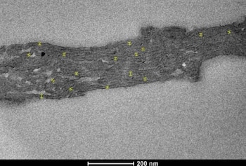 Científicos logran integrar cloroplastos en