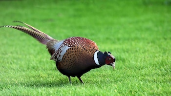 Por que faisão e pintadas