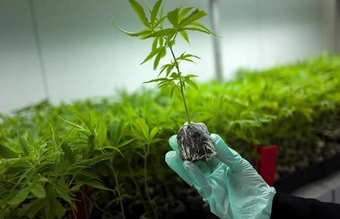 Se han establecido requisitos fitosanitarios para la importación de semilla de Cannabis sativa L. destinada a la siembra de cannabis medicinal. - crédito EFE