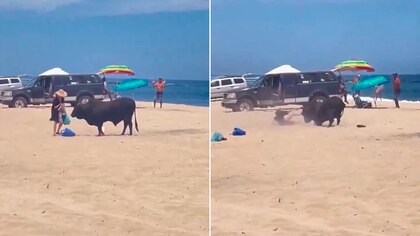Así fue el momento en el que un toro embistió a una turista en una playa de Los Cabos