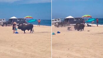 un toro atacó a una