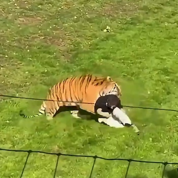 Hombre muere al ser atacado por un tigre