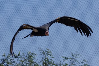 Ambas hembras fueron alojadas continuamente