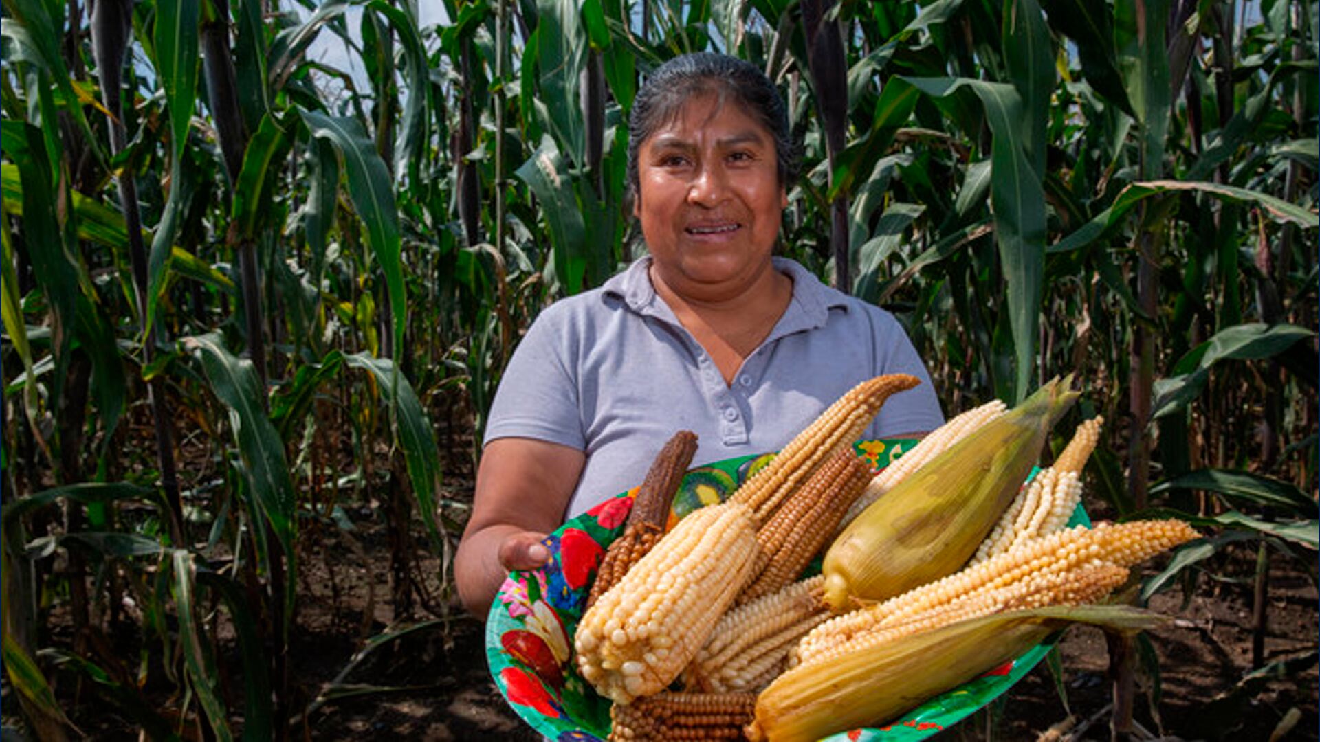 Gobierno pagará mil 800 millones de pesos a productores de maíz
