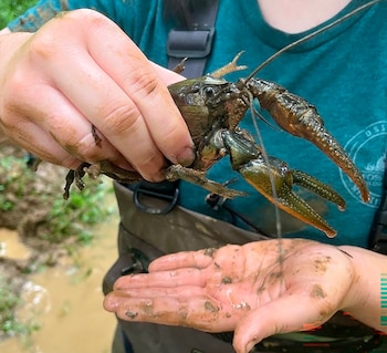 Manos cubiertas de barro sostienen un cangrejo de señal de pinzas grandes frente a una prenda verde